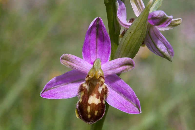 Ophrys-apifera-var-botteronii-2854_59_2023.jpg