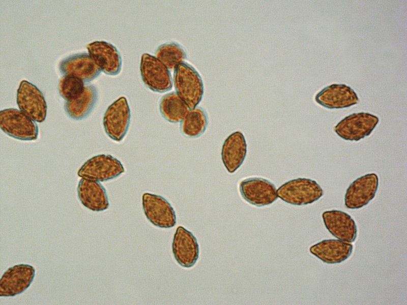 Cortinarius-haasi-var-quercusilicicola-=-C-aurantiorufus-(Phlegmacium)-C-17-Spore-KOH-1000x.jpg