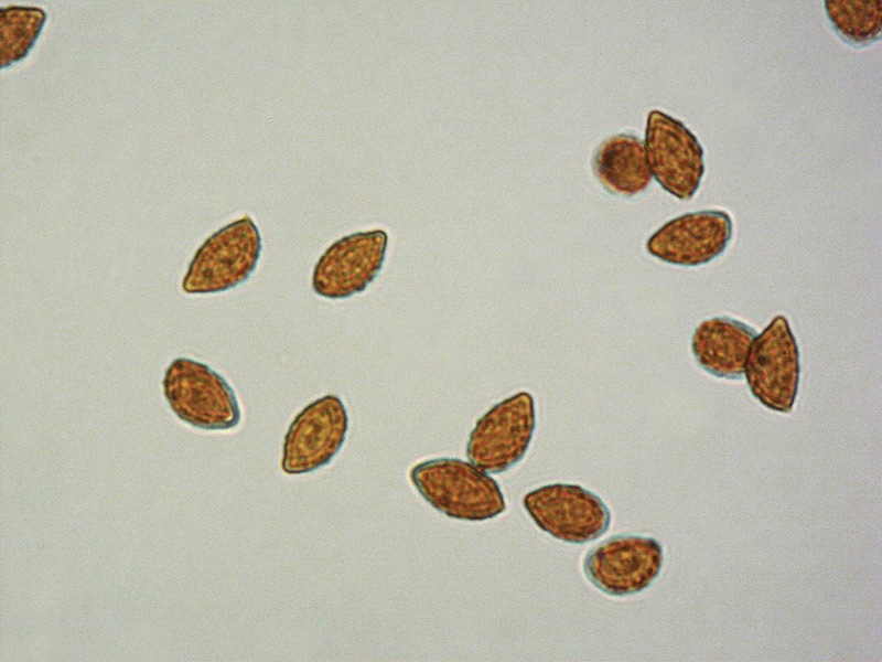 Cortinarius-haasi-var-quercusilicicola-=-C-aurantiorufus-(Phlegmacium)-C-18-Spore-KOH-1000x.jpg