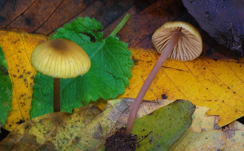 Entoloma-pleopodium-=-icterinum-05-6.jpg