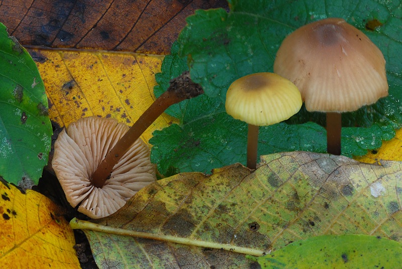 Entoloma-pleopodium-=-icterinum-09.jpg