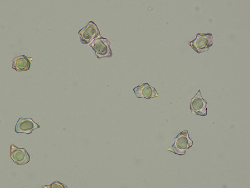 Entoloma-pleopodium-=-icterinum-11-2-Spore-KOH-1000x.jpg