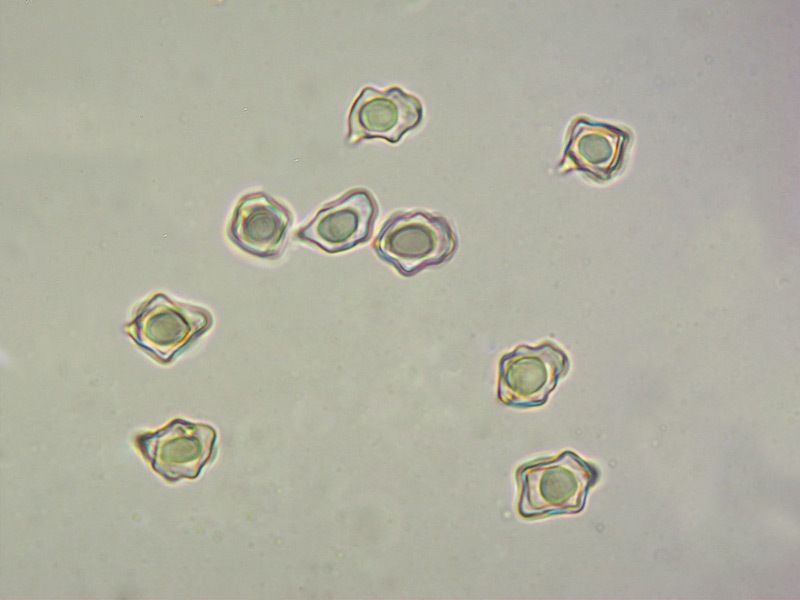 Entoloma-pleopodium-=-icterinum-14-5-Spore-KOH-1000x.jpg