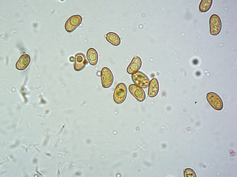 Pholiota-cfr-lucifera-23-Spore-RC-1000x.jpg