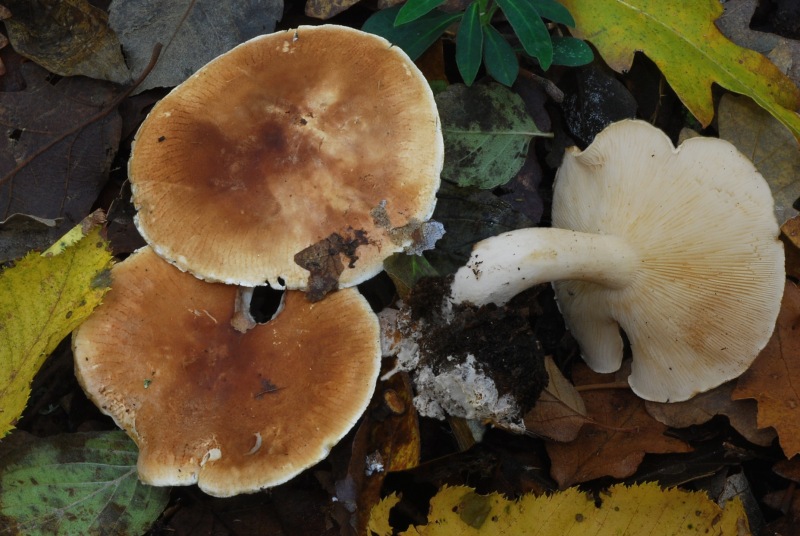 LEucopaxillus-gentianeus-01-5.jpg