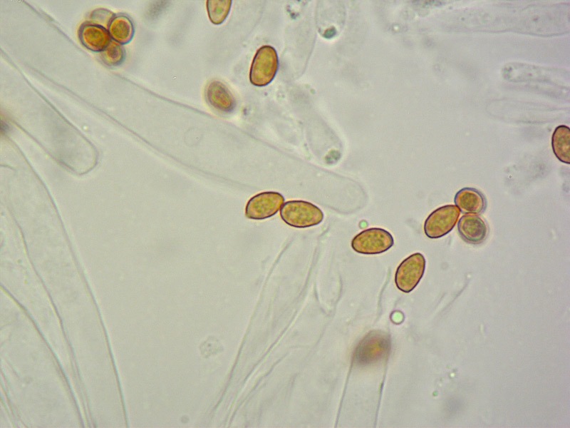 Thaxterogaster-barbatus-32-Spore-KOH-1000x.jpg