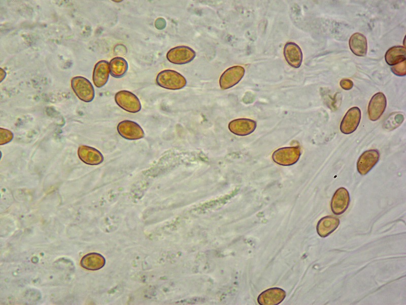 Thaxterogaster-barbatus-39-42-Spore-KOH-1000x.jpg