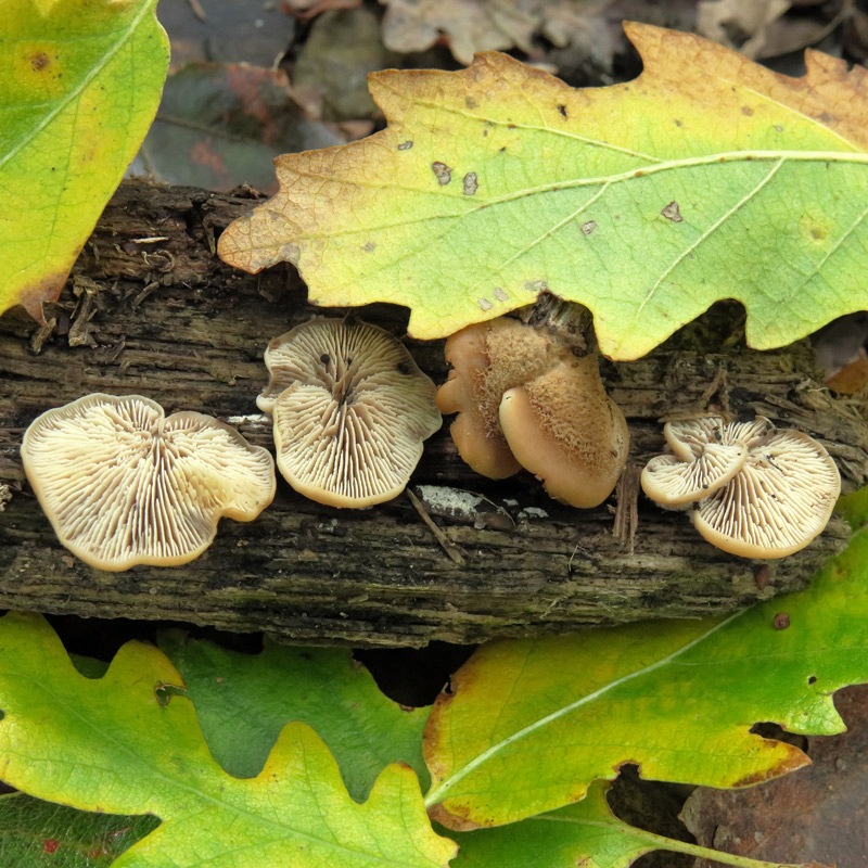 Lentinus-ursinusIMG_7710.jpg