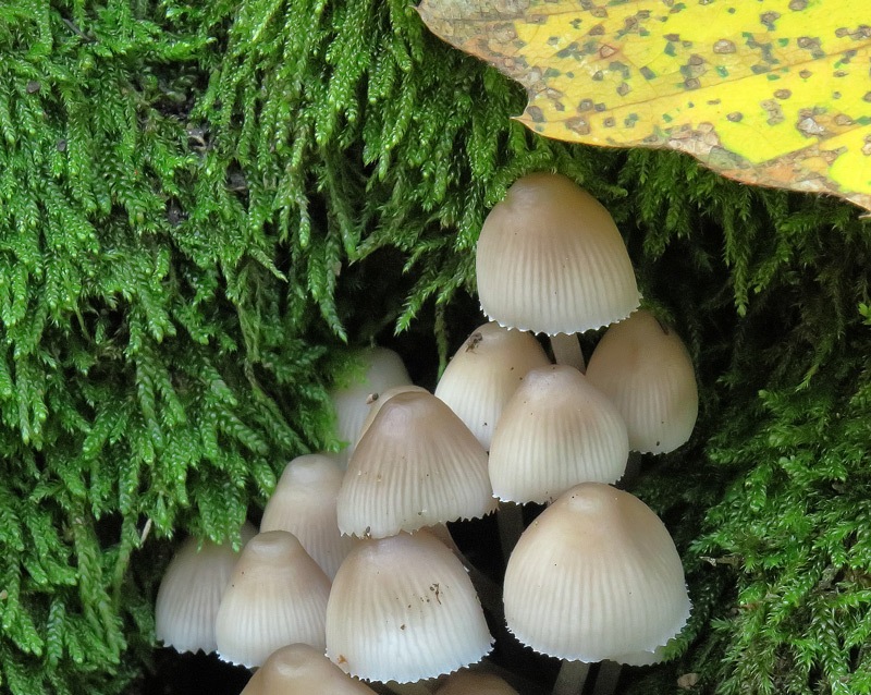 pilMycena-inclinataIMG_7768.jpg