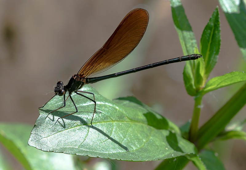 Calopteryx-haemorrhoidalis_-maschio-(57).jpg