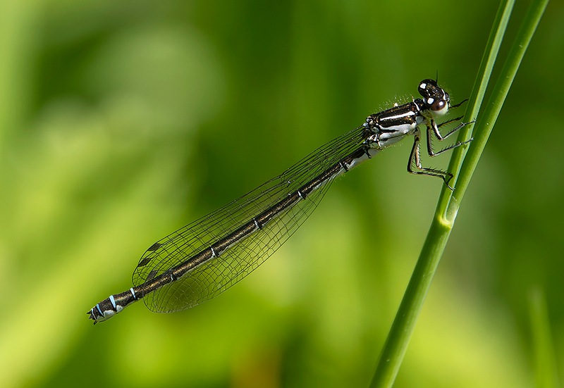 Coenagrion-castellani_-femmina-(3).jpg