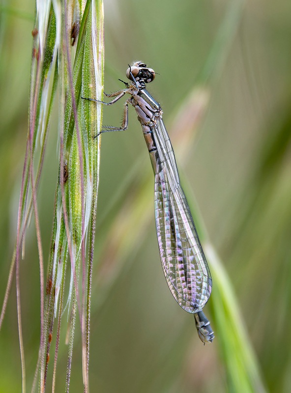 Coenagrion-castellani_-femmina-(7).jpg