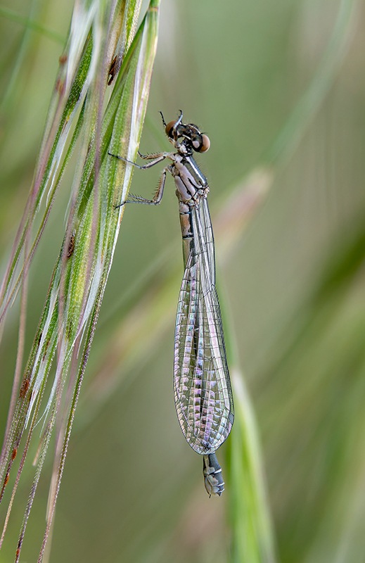 Coenagrion-castellani_-femmina-(8).jpg