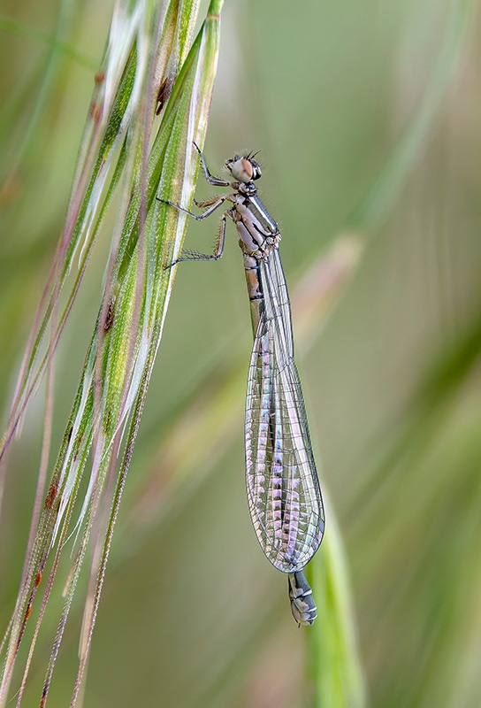 Coenagrion-castellani_-femmina-(9).jpg