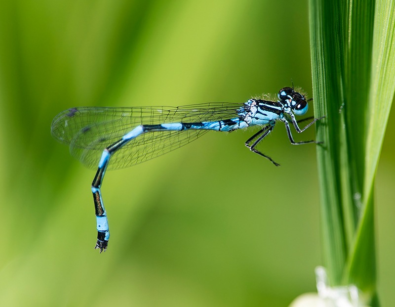 Coenagrion-castellani_-maschio-(38).jpg