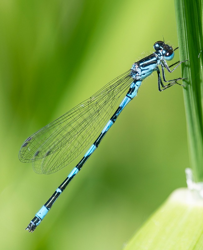 Coenagrion-castellani_-maschio-(41).jpg