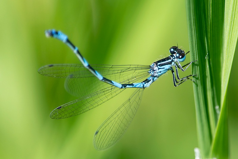 Coenagrion-castellani_-maschio-(42).jpg