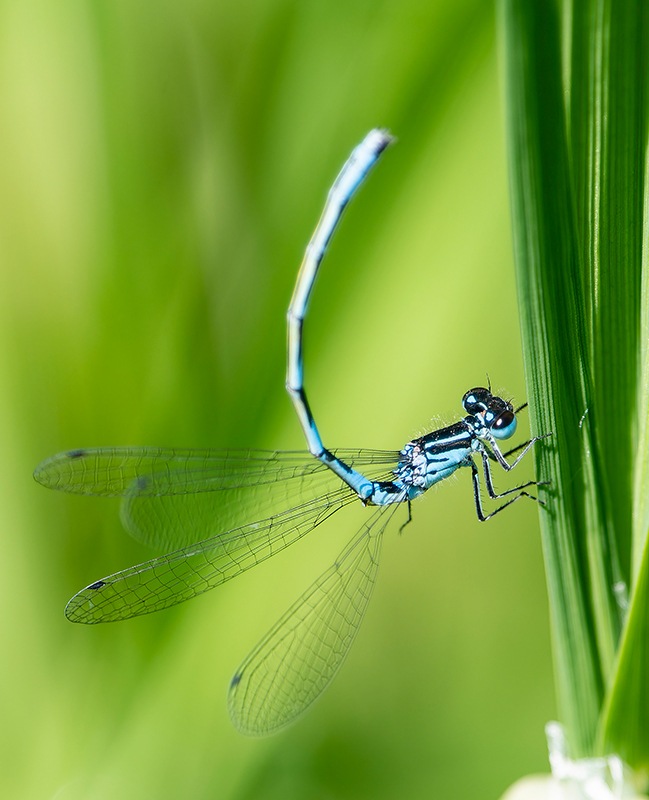 Coenagrion-castellani_-maschio-(44).jpg