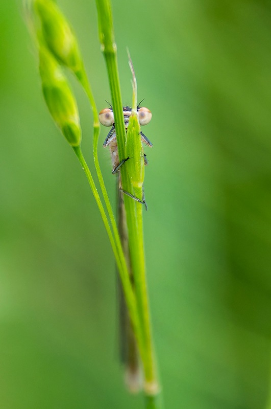 Coenagrion-castellani_-maschio-(59).jpg