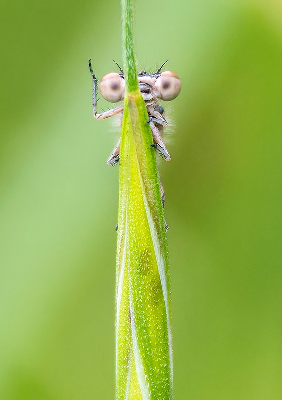 Coenagrion-castellani_-maschio-(63).jpg