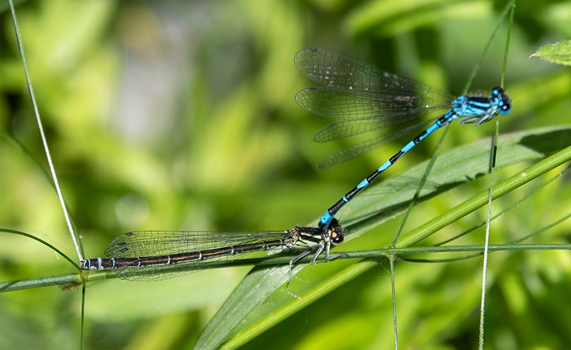 Coenagrion-castellani_-tandem-(2).jpg