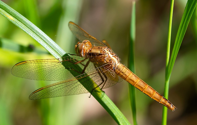 Crocothemis-erythraea_-femmina-(23).jpg