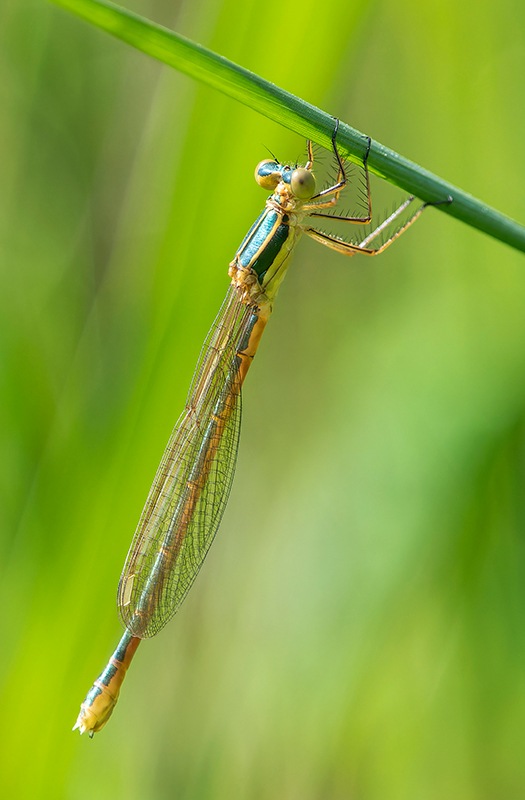 Lestes-barbarus_-femmina-immatura-(1).jpg