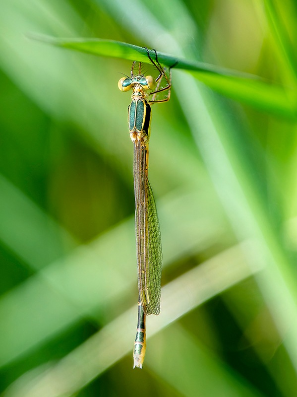 Lestes-barbarus_-femmina-immatura-(2).jpg