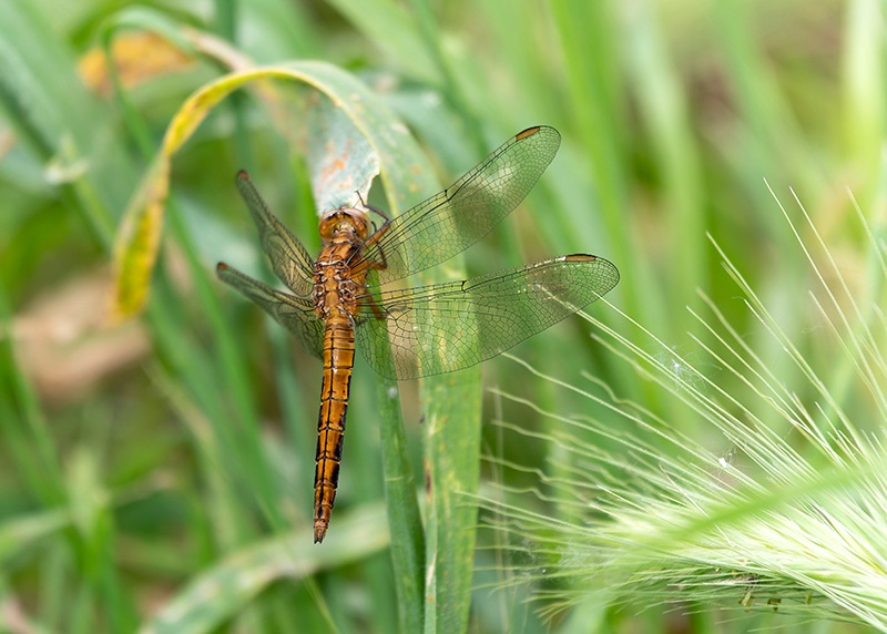 Orthetrum-coerulescens_-maschio-immaturo-(2).jpg