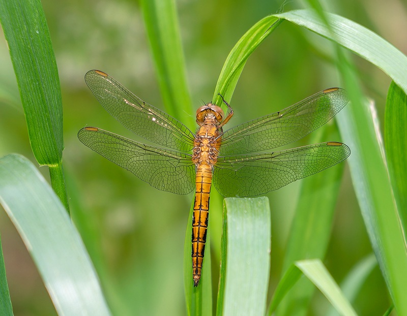 Orthetrum-coerulescens_-maschio-immaturo-(4).jpg