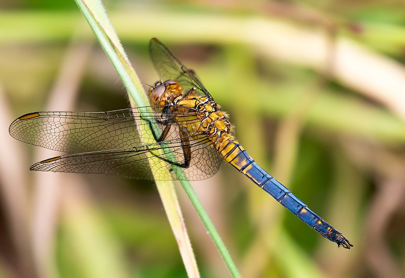 Orthetrum-coerulescens_-maschio-quasi-maturo-(8).jpg