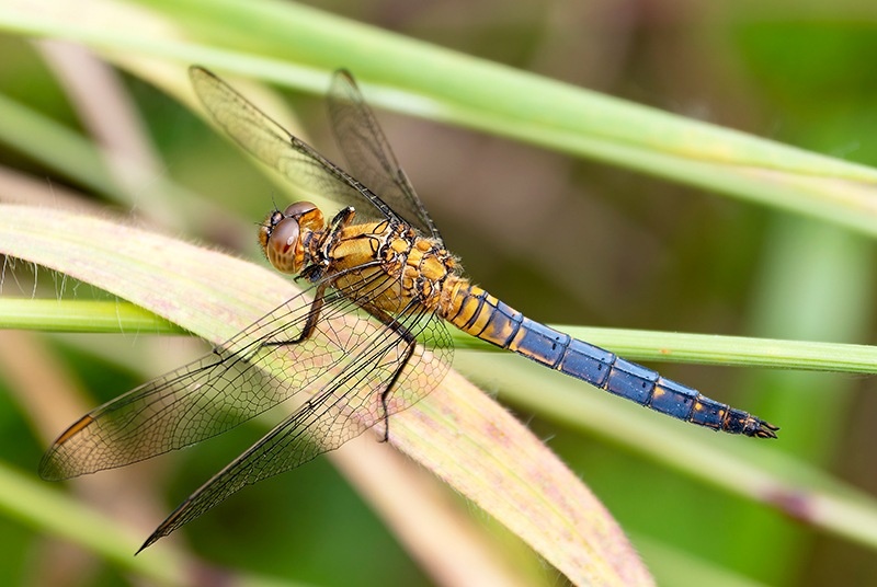 Orthetrum-coerulescens_-maschio-quasi-maturo-(9).jpg