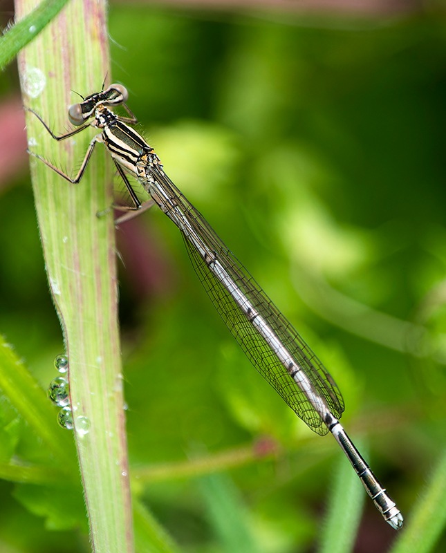 Platycnemis pennipes (1).jpg