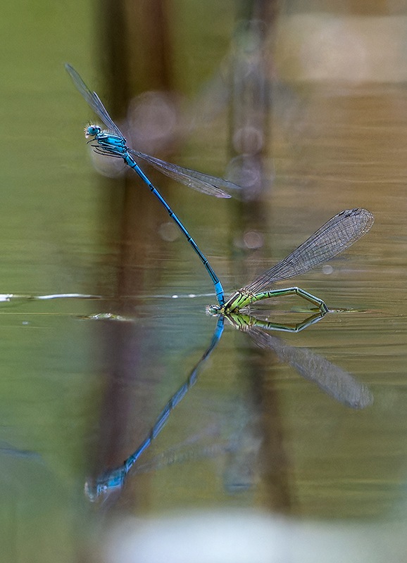 tandem-singolo-(3).jpg