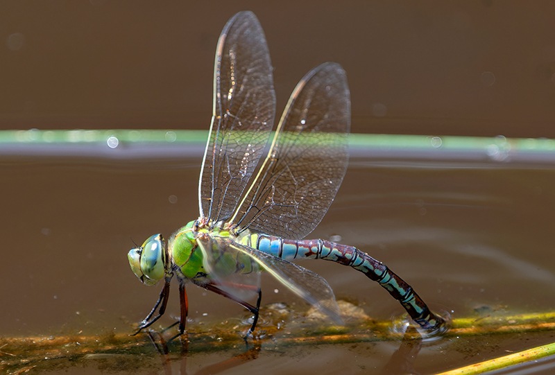 Anax-imperator_-femmina-in-ovideposizione-(184).jpg