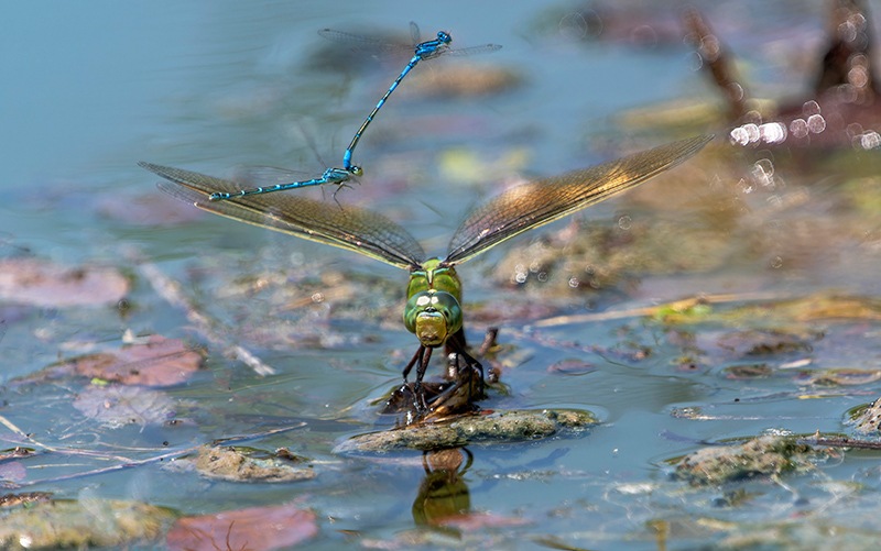 Anax-imperator_-femmina-in-ovideposizione-NUOVA_-(167)-(2).jpg