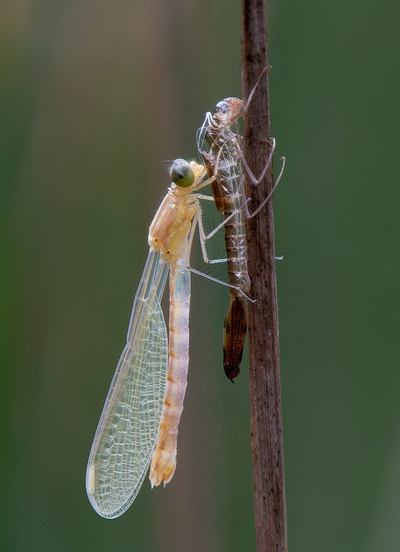 Lestes-virens_-emergenti-(4).jpg