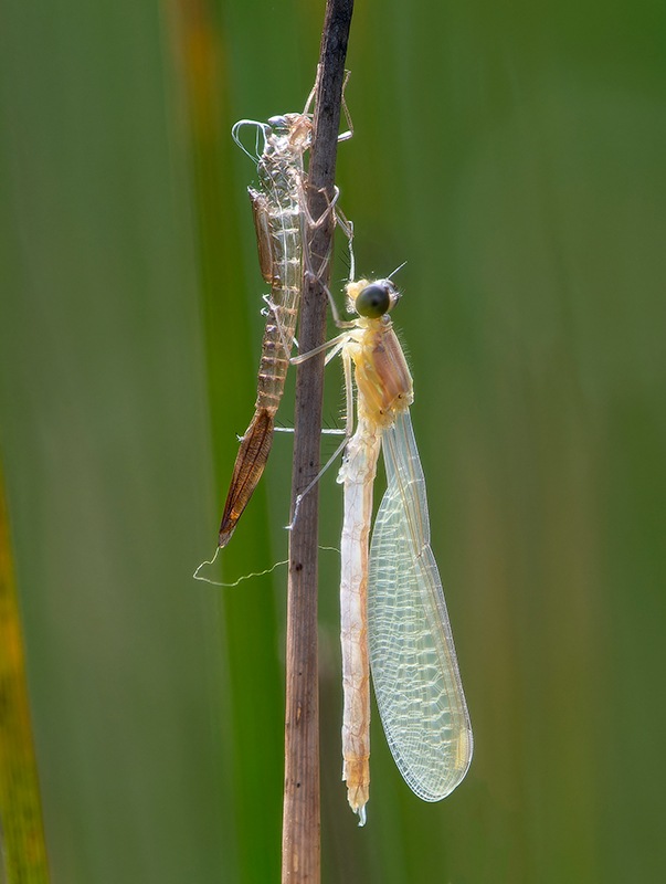 Lestes-virens_-emergenti-(9).jpg