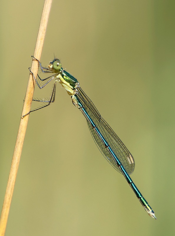 Lestes-virens_-giovane-maschio-(3).jpg