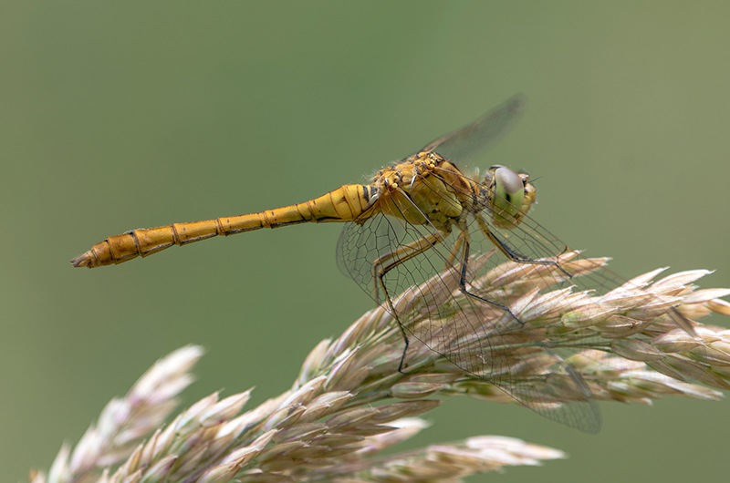 Sympetrum-meridionale_-maschio-immaturo-(36).jpg