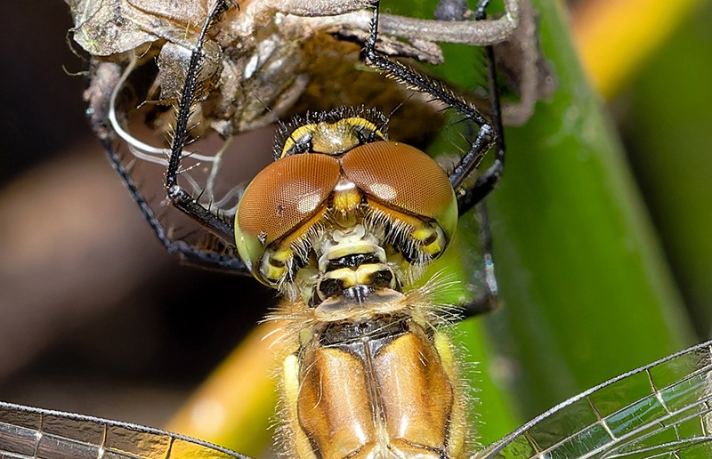 Sympetrum-striolatum_maschio_-emergenz_-foto-max---Copia.jpg