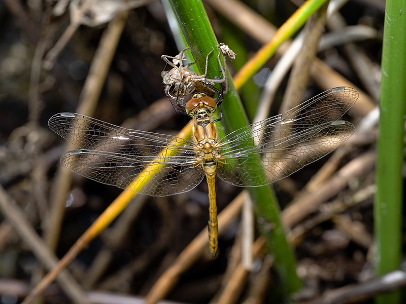 Sympetrum-striolatum_maschio_-emergenz_-foto-max.jpg