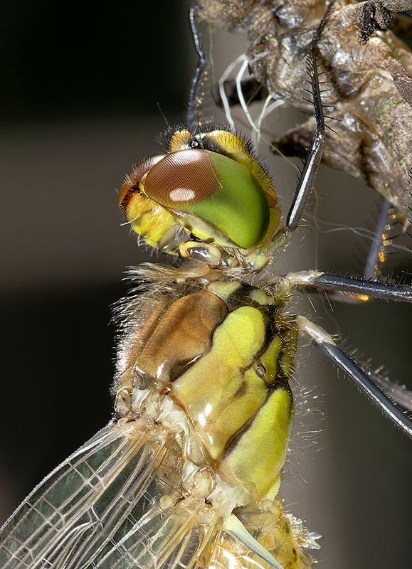 Sympetrum-striolatum_maschio_-emergenza_-foto-max---Copia.jpg