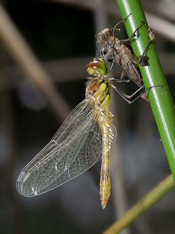 Sympetrum-striolatum_maschio_-emergenza_-foto-max.jpg