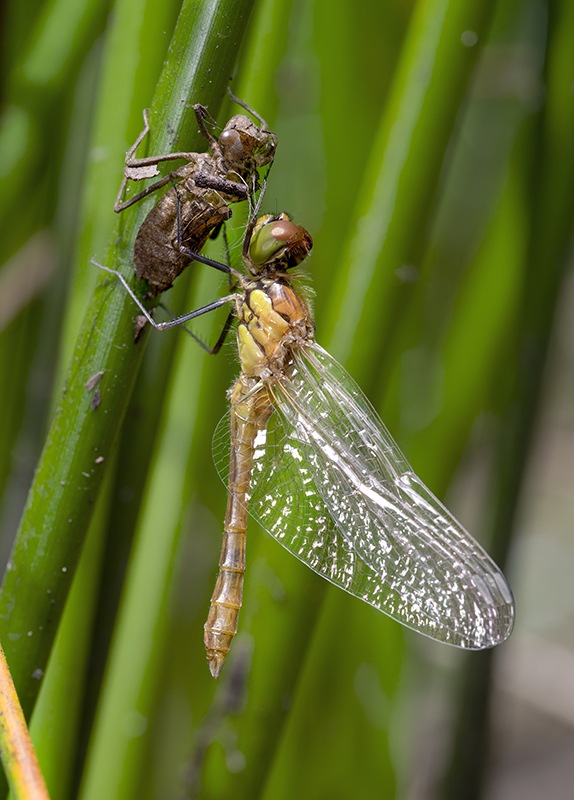 Sympetrum-striolatum_maschio_emergenza--2-foto-max.jpg