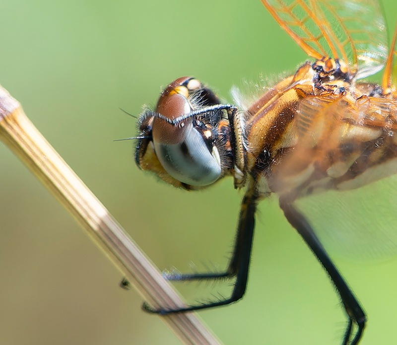 Trithemis-annulata_-maschio-pulizia-occhi-(1).jpg