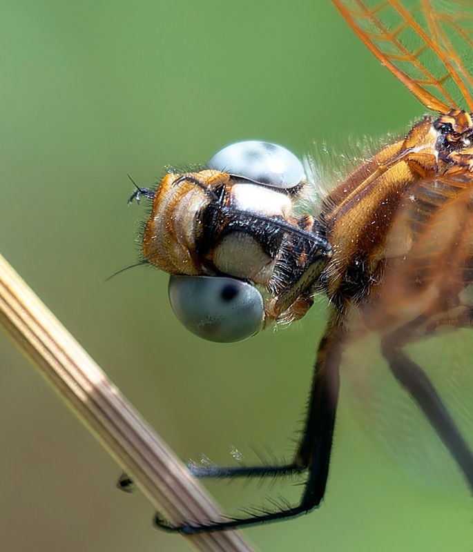 Trithemis-annulata_-maschio-pulizia-occhi-(2).jpg