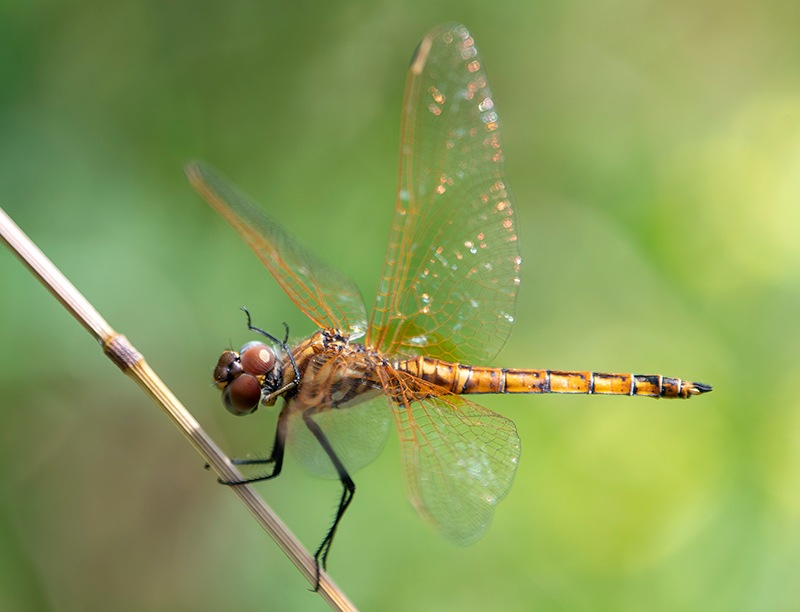 Trithemis-annulata_-maschio-pulizia-occhi-(3).jpg