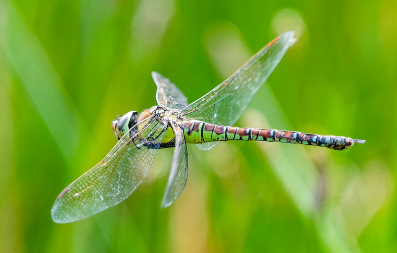 affinis-femmina-volo-(2).jpg