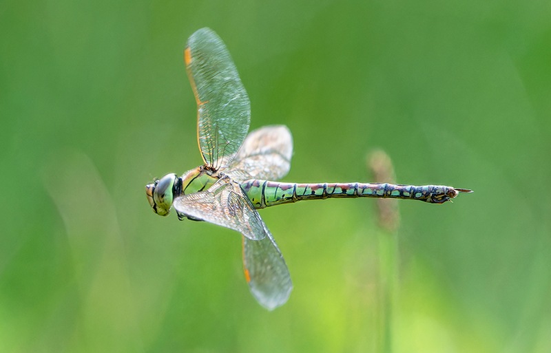 affinis-femmina-volo-(4).jpg